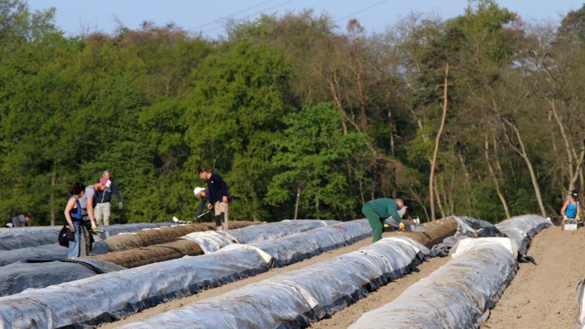 sparanghel_captura_poza_noua_05_05_2020