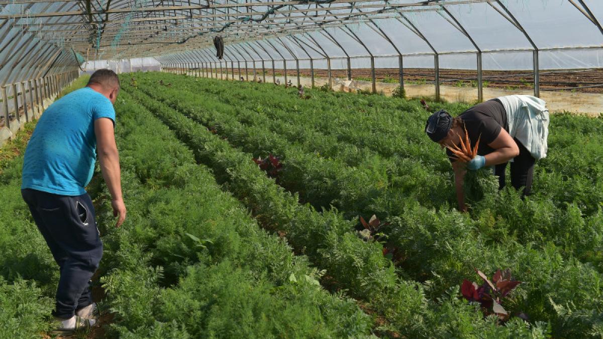 agricultura_poza_buna_cules