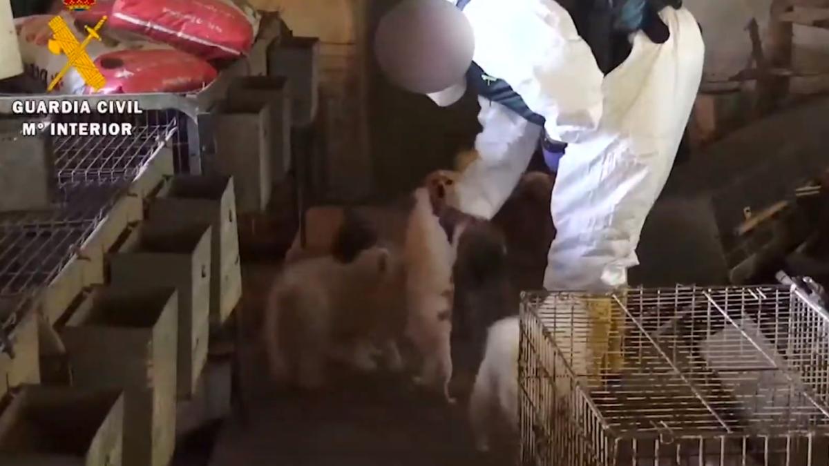 romanca_50_ani_canisa_spania