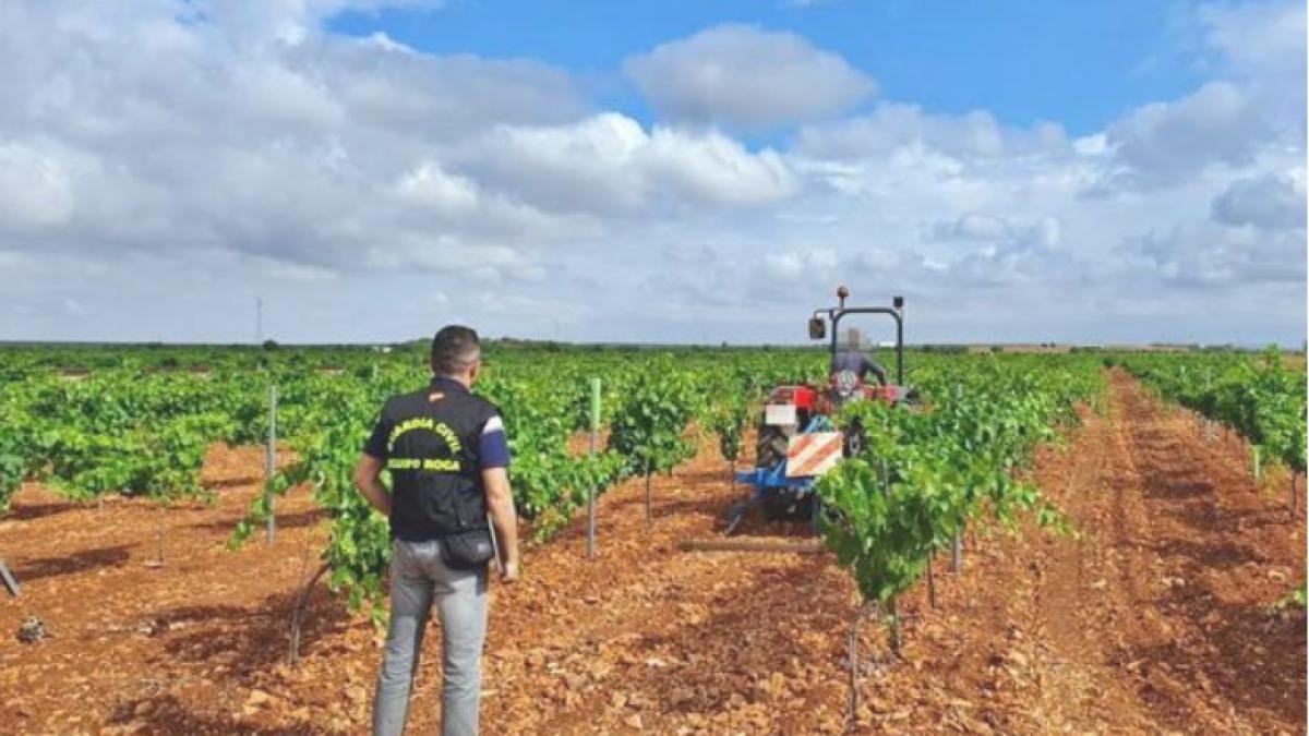 muncitori_romani_agricultura_spania