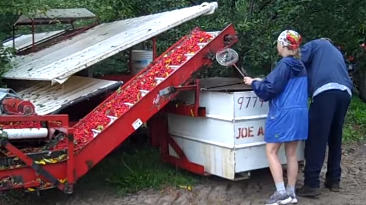 muncitori_cules_cirese_ilustrativ