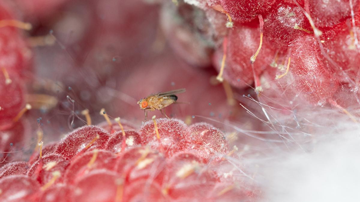 secventiere_drosophila_unibuc_ub