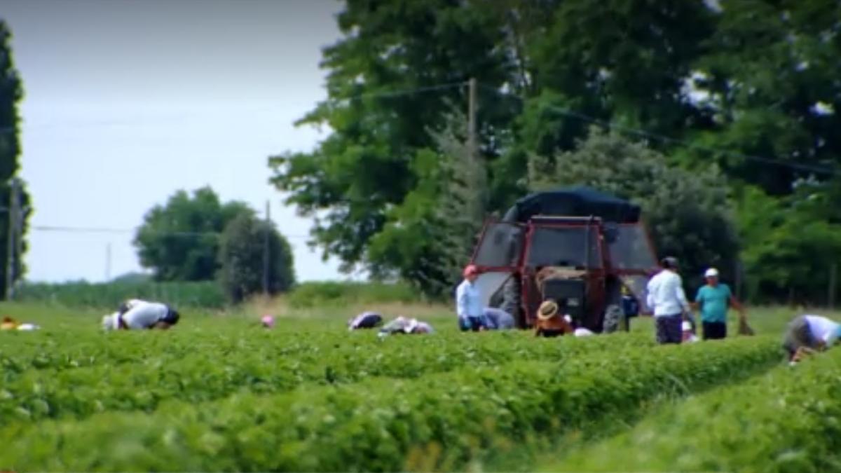 agricultura_muncitori_romani_camp_captura_07_05_2020