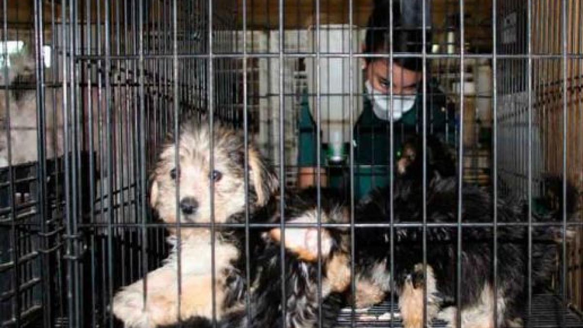 ferma_ilegala_spania