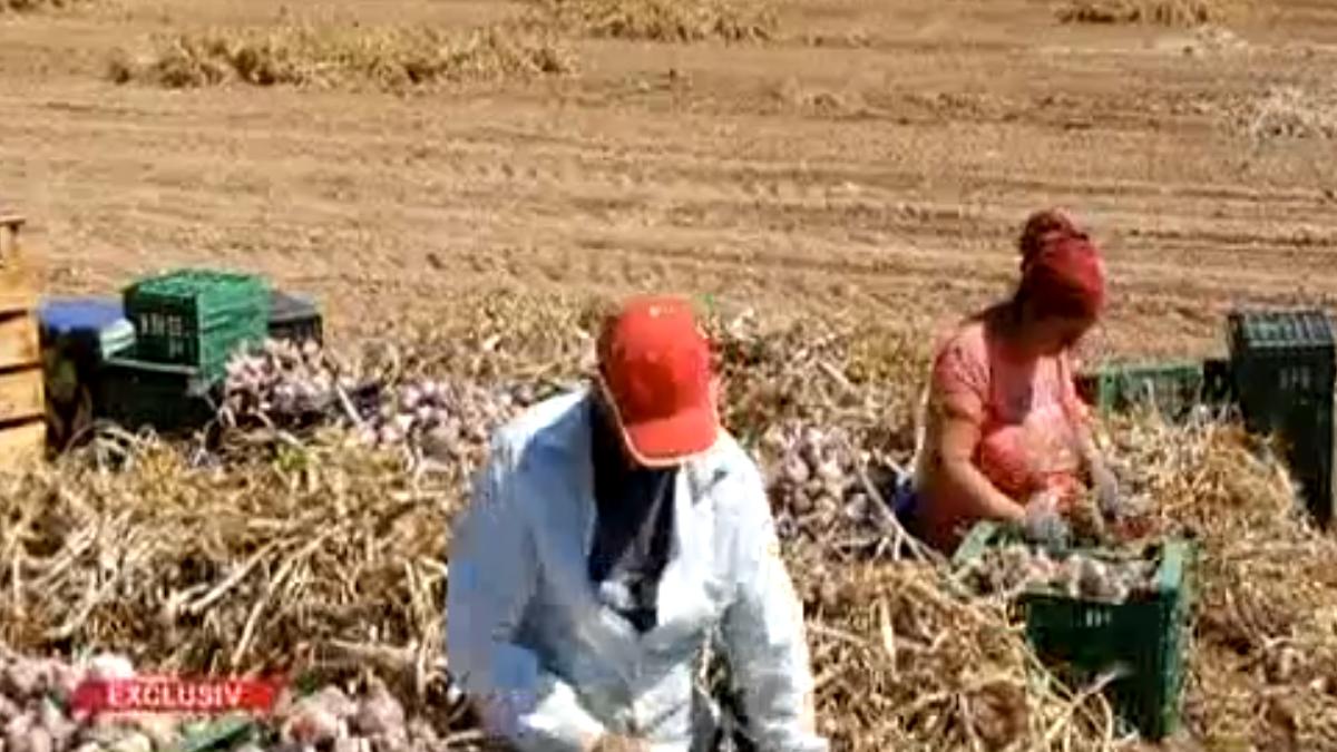 usturoi_spania_romani_agricultura