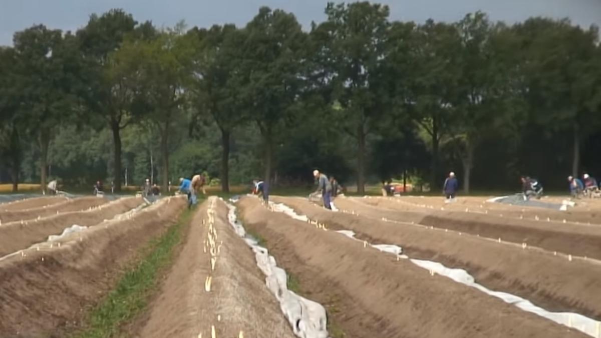 muncitori_sparanghel_germania_ilustrativ_captura_29_04_2020