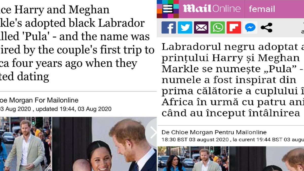 meghan_labrador_negru_nume