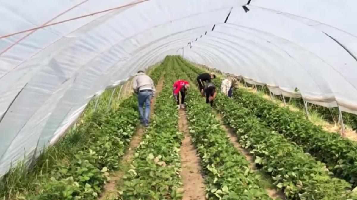 muncitori_sezonieri_agricultura_captura_11_06_2020