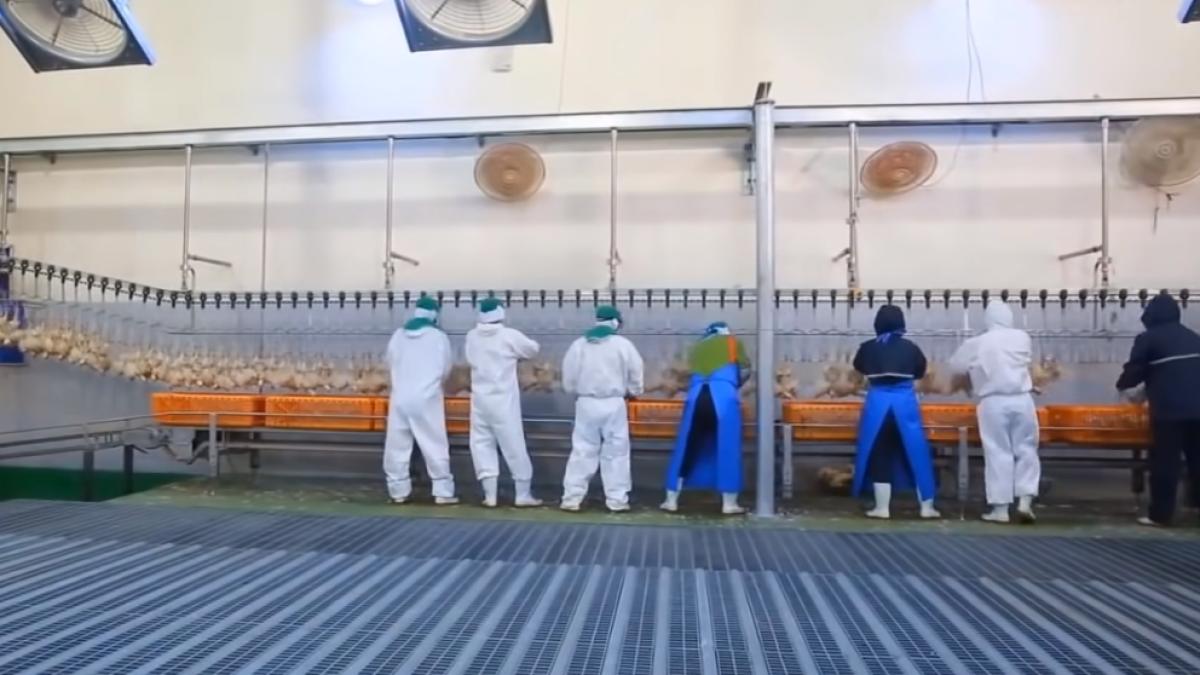 abator_scotia_focar_covid