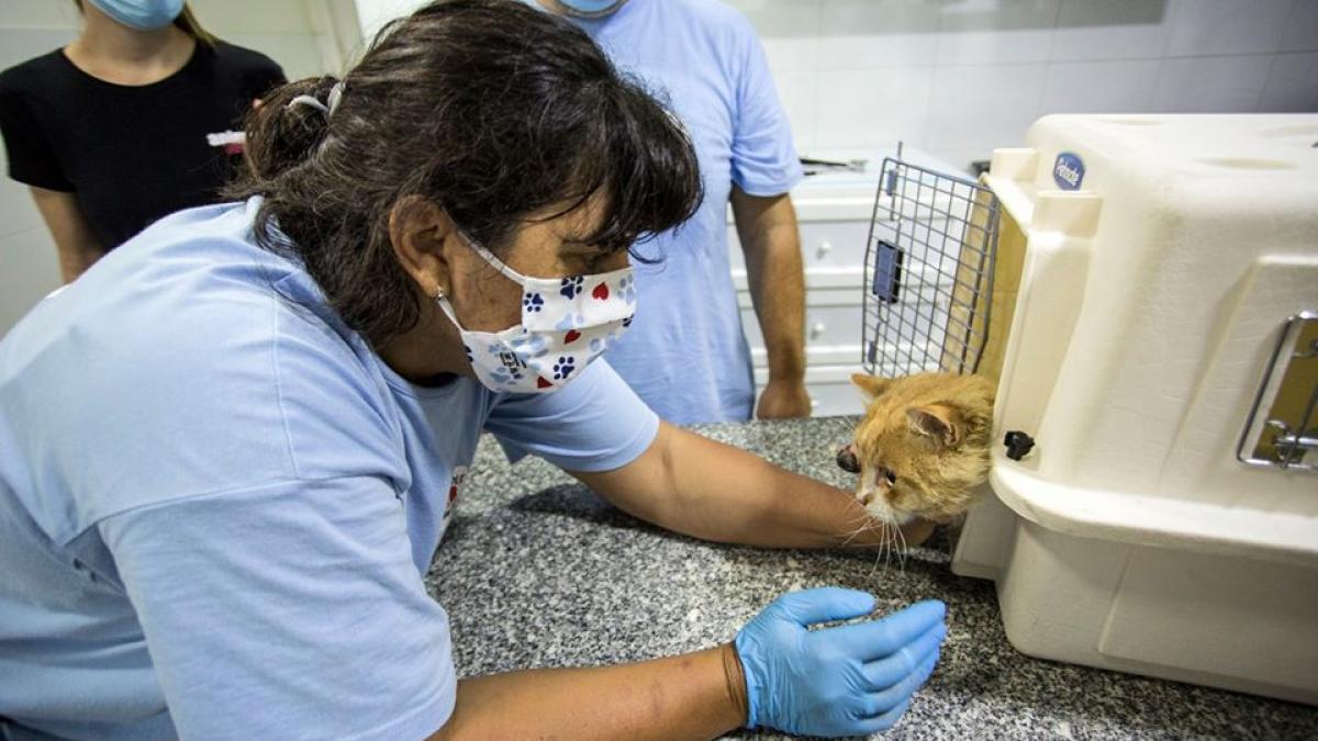 animale_salvate_veterinari_romani_beirut