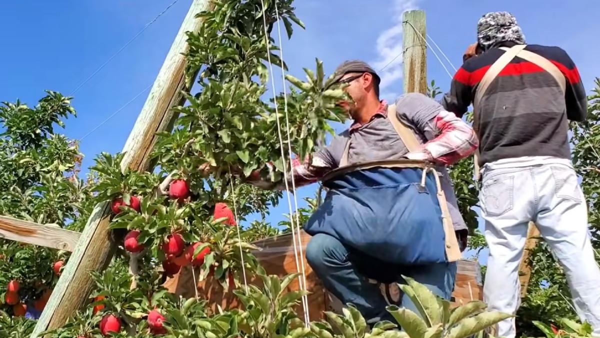 agricultura_muncitori_mere_cules_ilustrativ_captura_25_08_2020