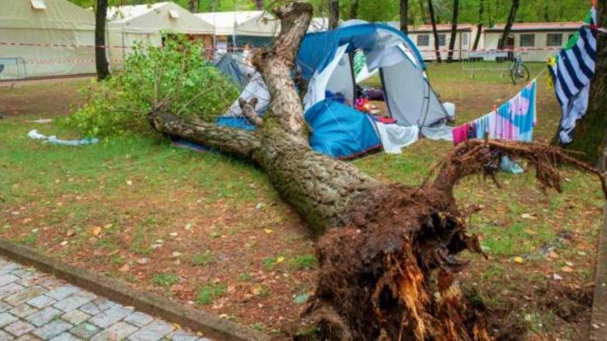 copac_cazut_italia_surori_moarte