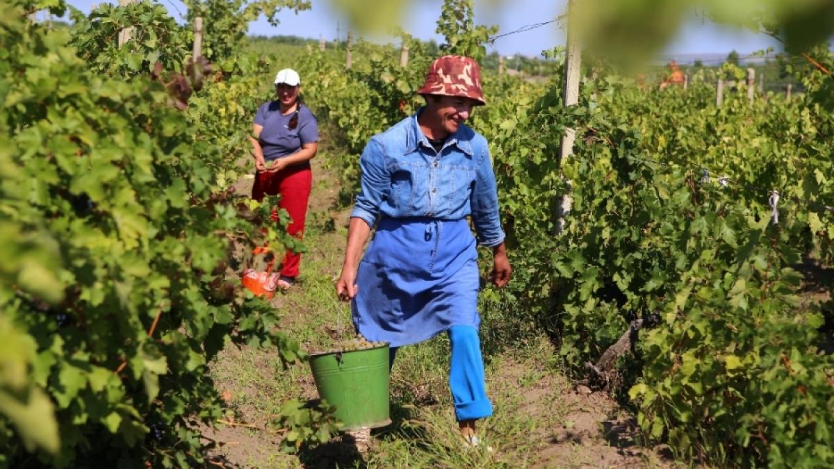 vie_vita_podgorie_cules_vin_struguri