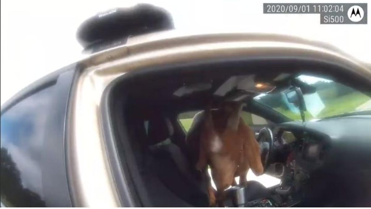 capra_masina_politist