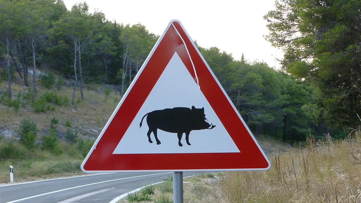 porc_mistret_semn_auto_spania