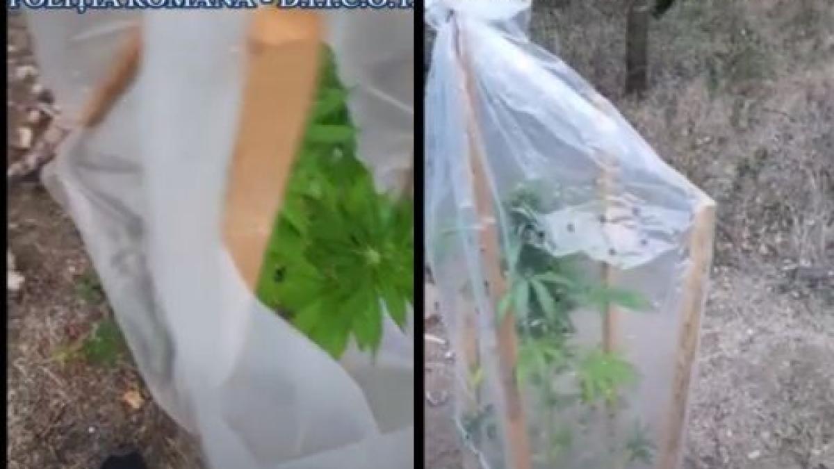 cultura_cannabis_padure