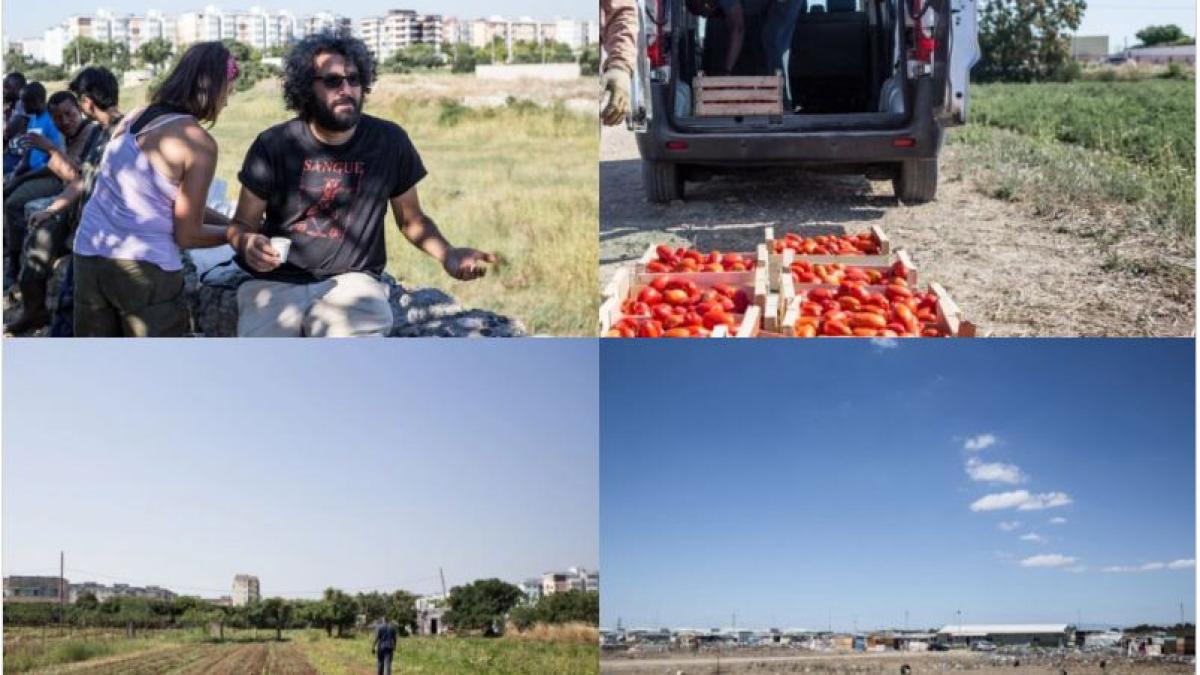 romani_tomate_italia