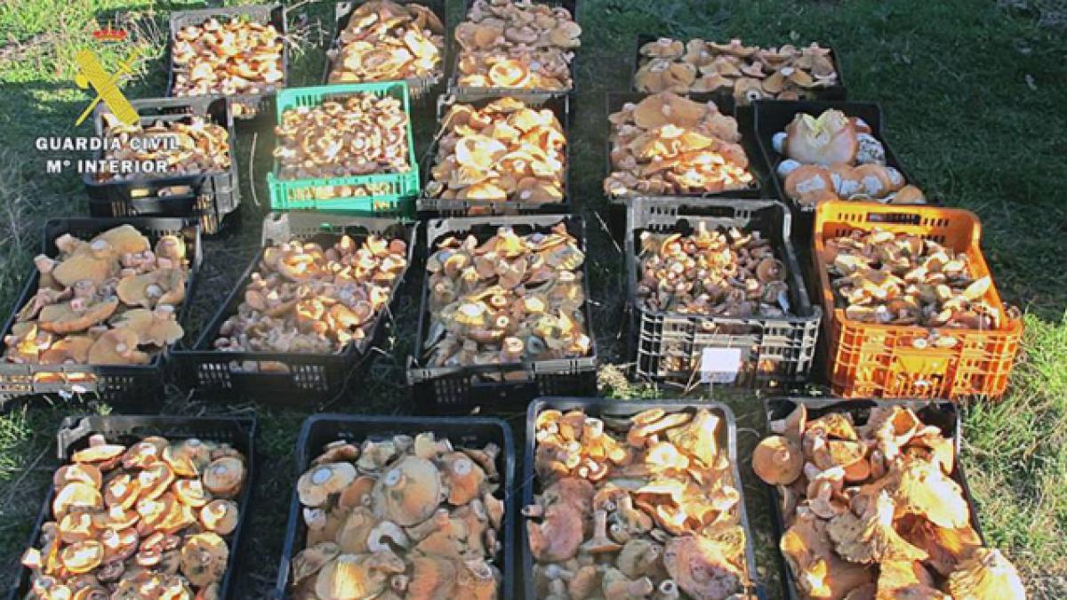 ciuperci_hribi_spania_2