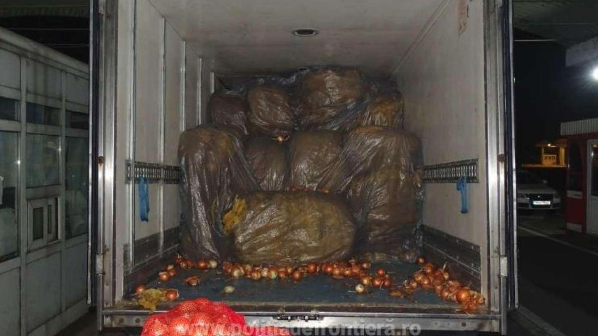 tutun_ascuns_printre_ceapa