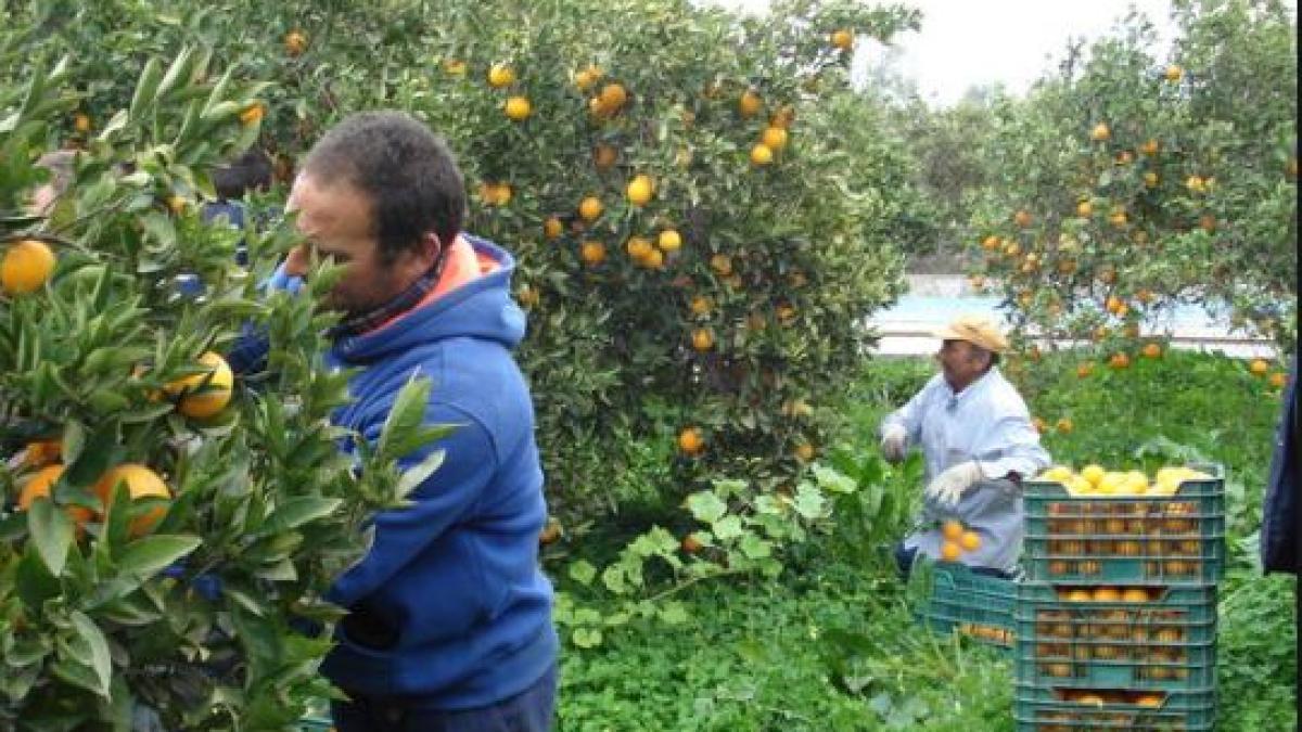 culegatori_portocale