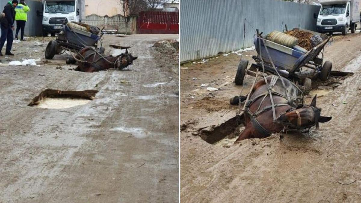 cal_cazut_in_gaura_bragadiru