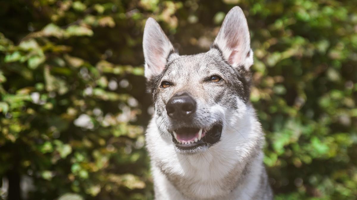 caine-lup-ciobanesc-cehoslovac-pixabay