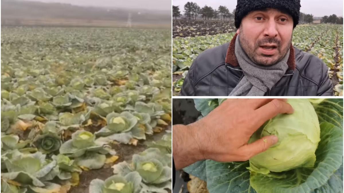 taran-camp-varza-degerata-colaj2