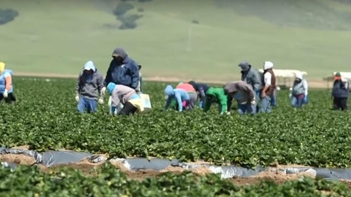 muncitori_agricultura_captura_04_04_2020