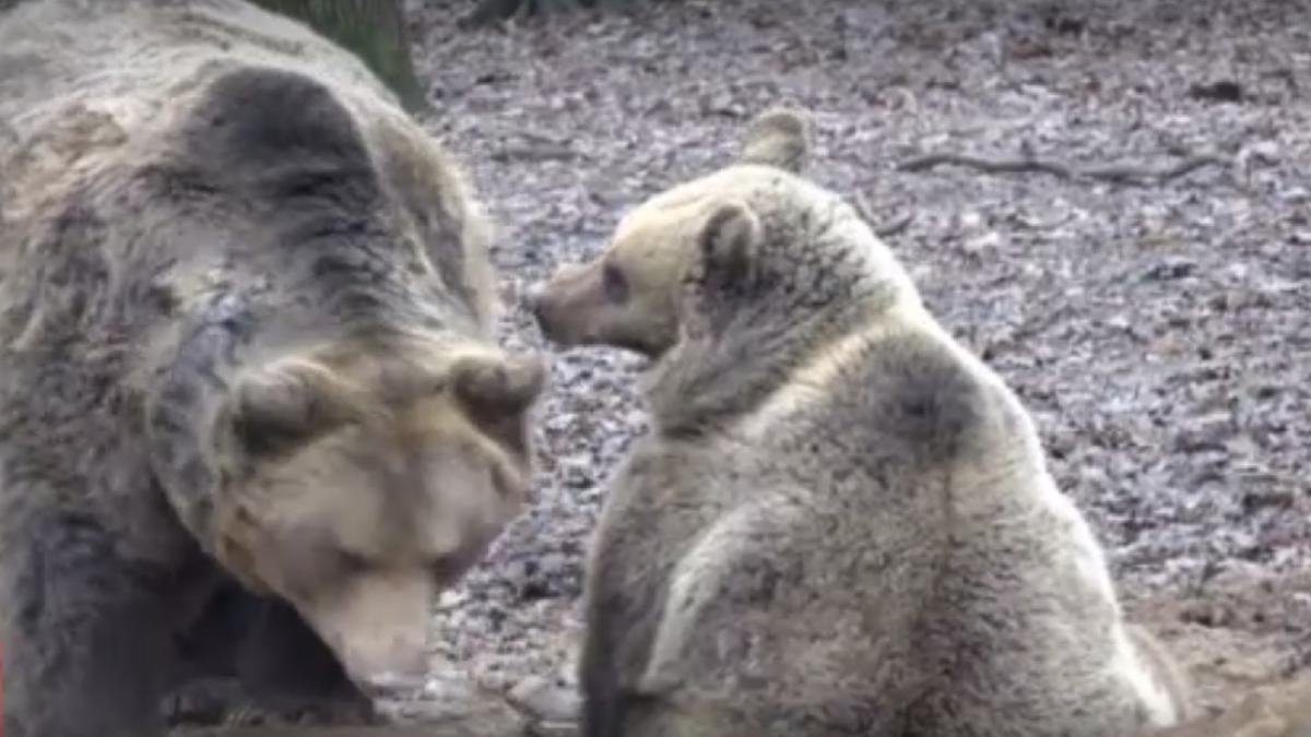 ursi-gradina-zoo-tg-mures