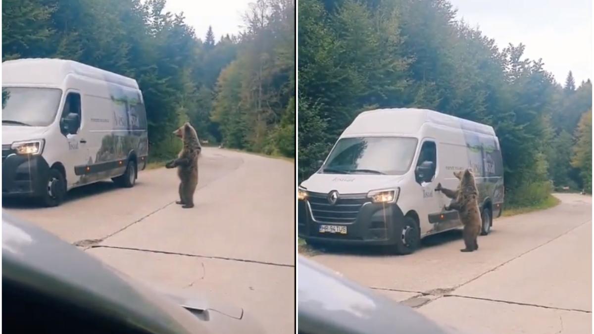 urs-in-doua-picioare-cere-de-mancare-la-geamul-masinilor