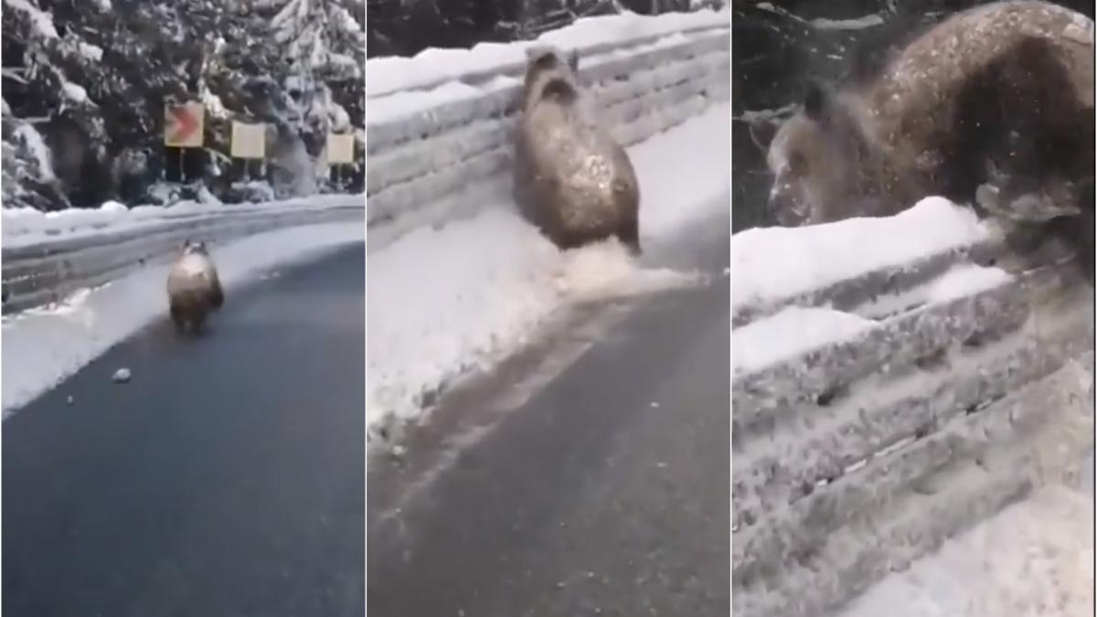 urs-fugarit-cu-masina-la-targu-secuiesc