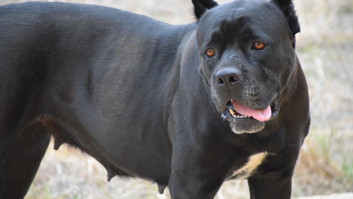 caine_agresiv_cane_corso