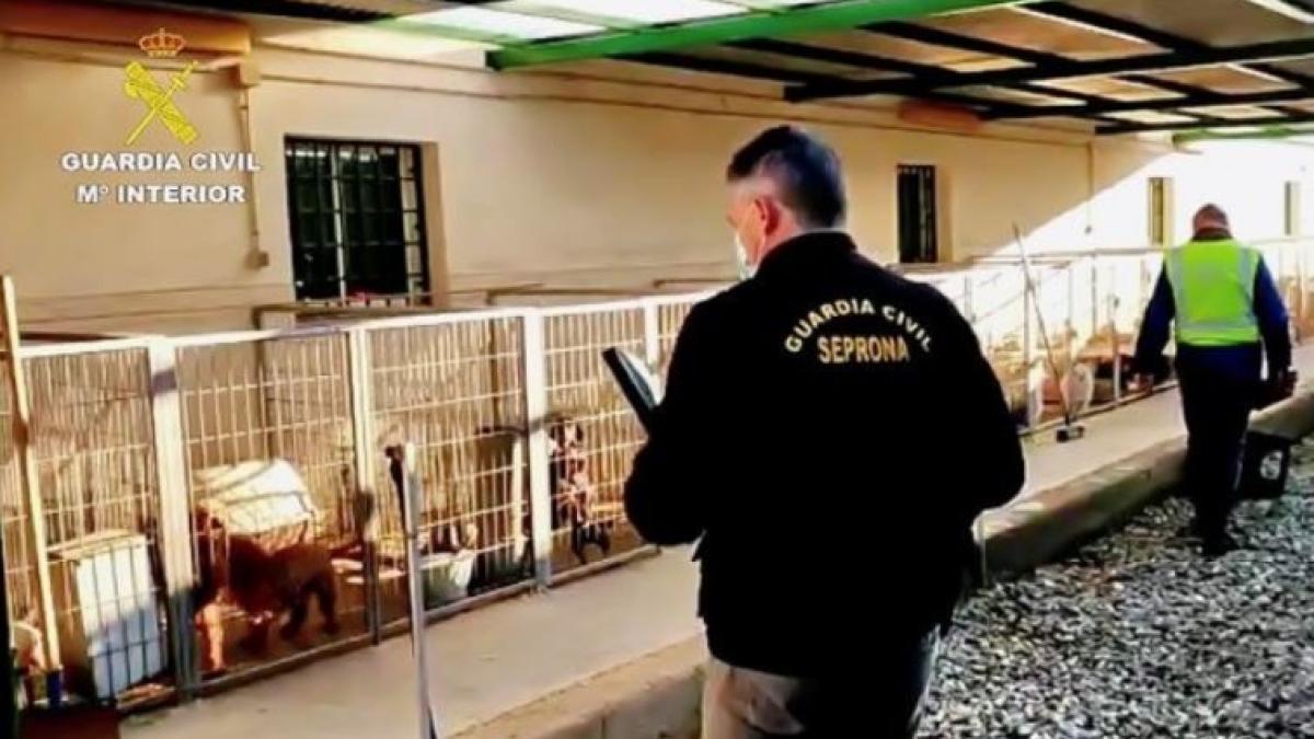 spania-canisa_detinuta-romanca