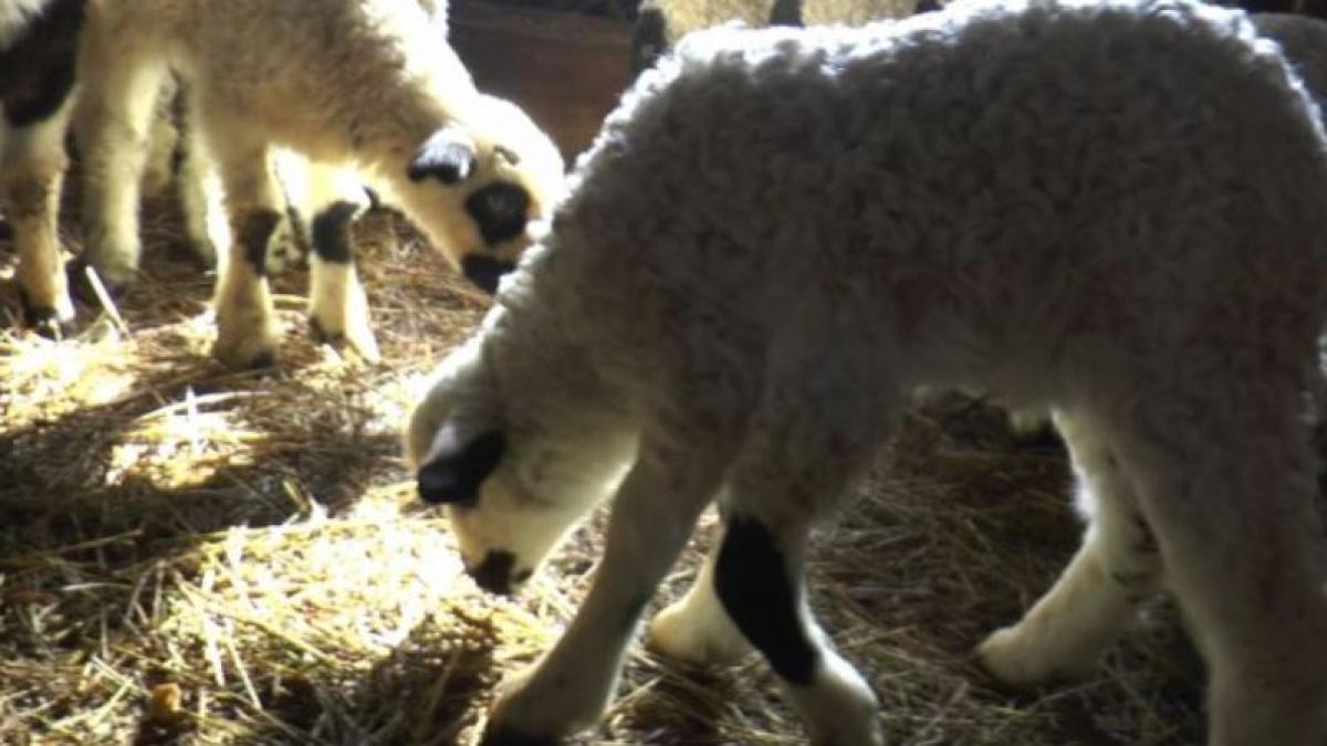 miel-cu-cinci-persoane-sursa-foto-cromtel-tv