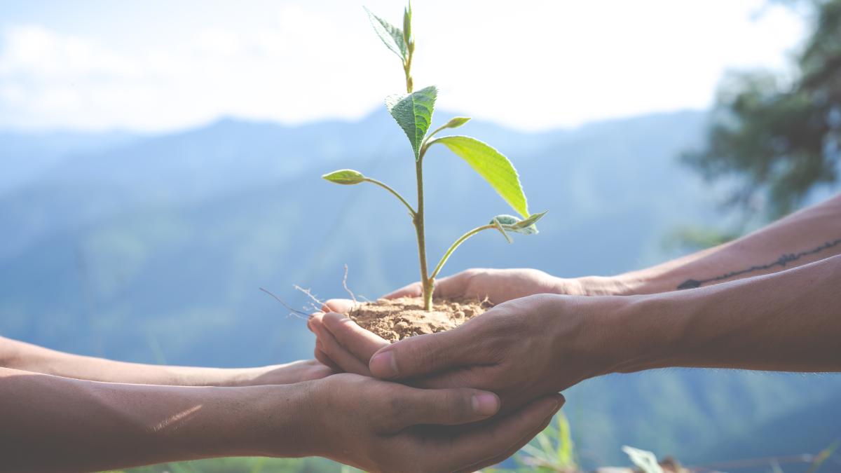 horoscop-druidic-ce-copac-te-reprezinta-in-zodiacul-celtic-arboricol-si-ce-spune-despre-temperamentul-tau