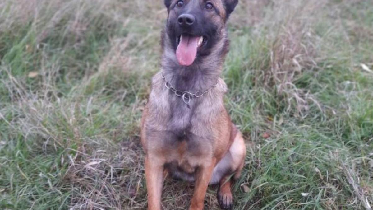 caine-de-serviciu-frontiera