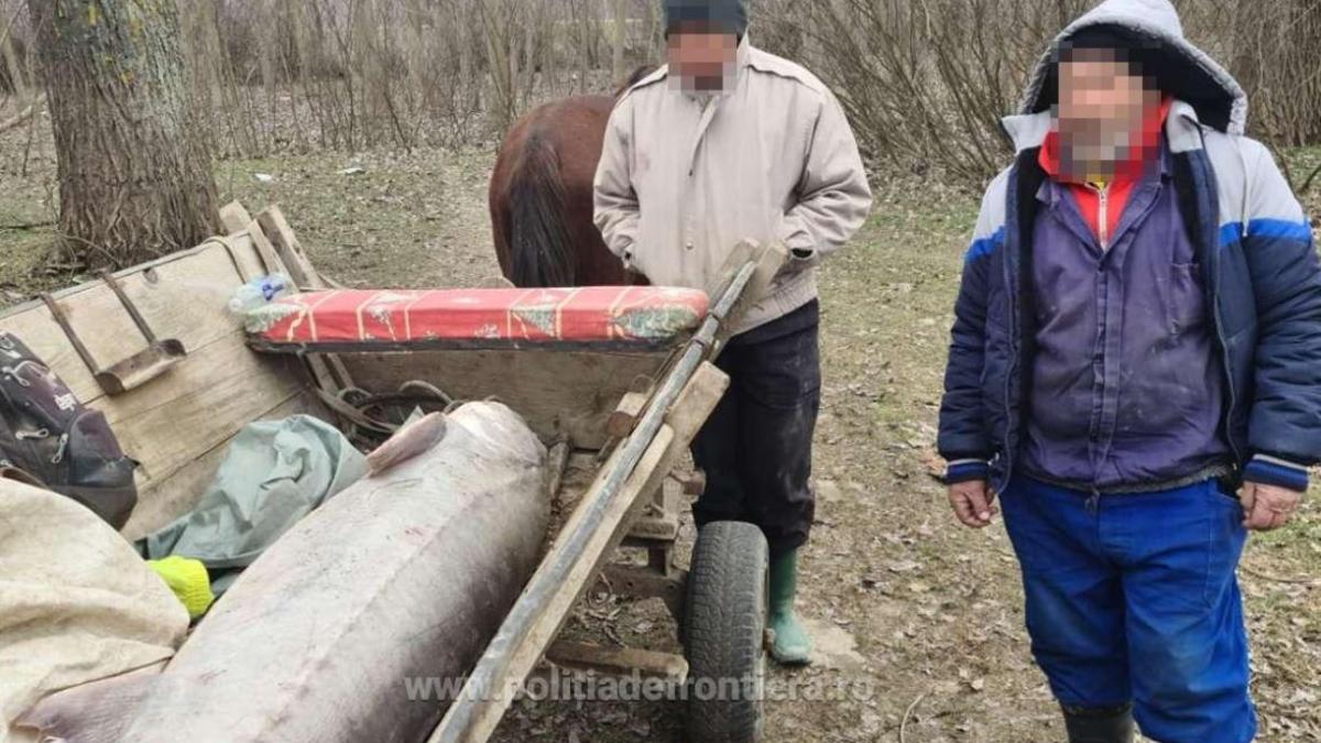 morun-de-140-de-kilograme-eliberat-in-dunare