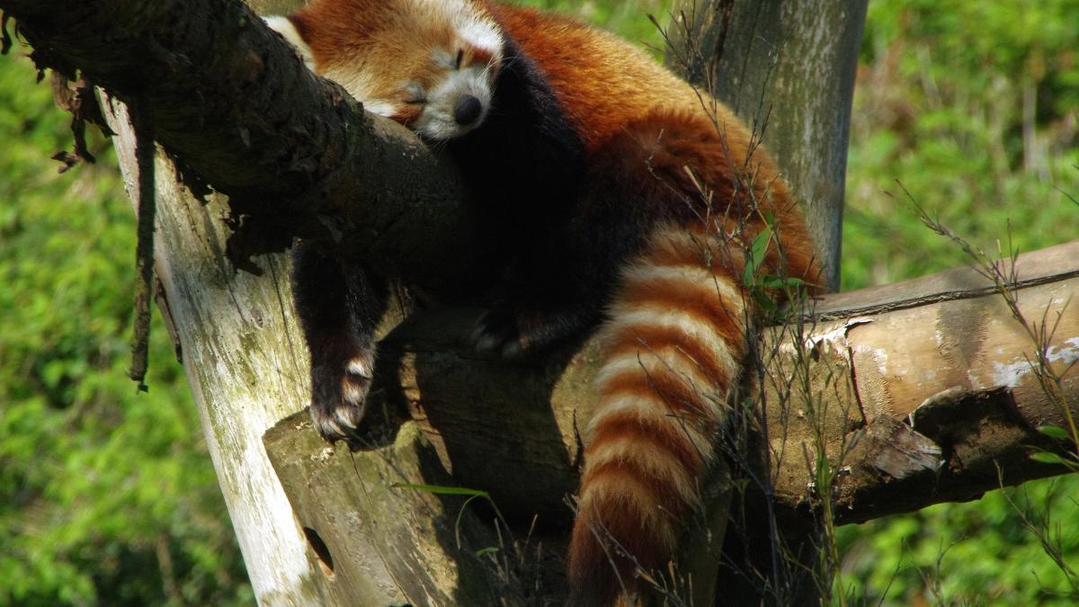 gradina_zoologica_urs_animal