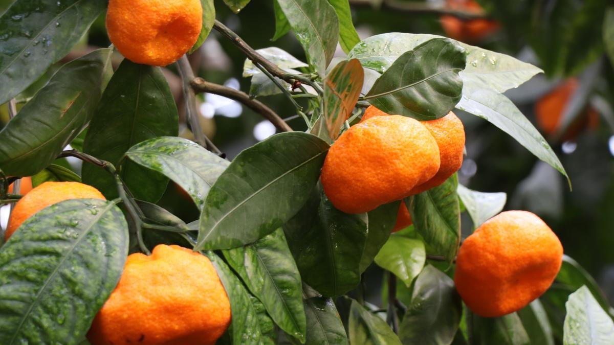 proiect-inedit-in-italia--o-asociatie-vinde-marmelada-pentru-a-sprijini-victimele-abuzurilor-domestice