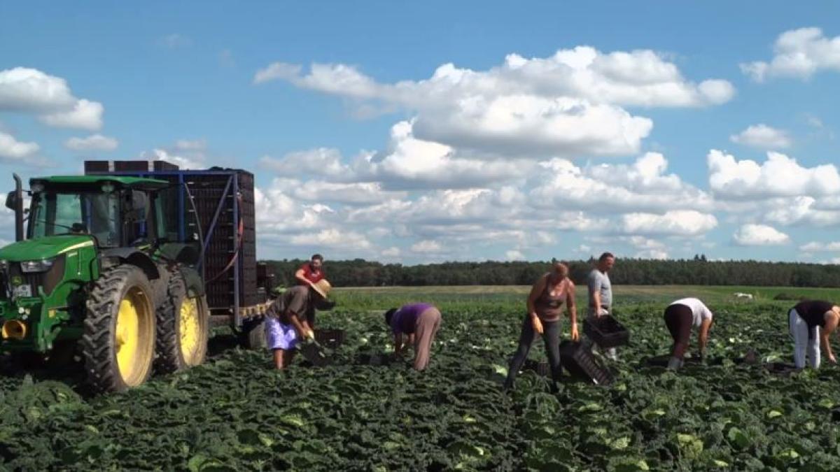 munctori-sezonieri-romani-germania