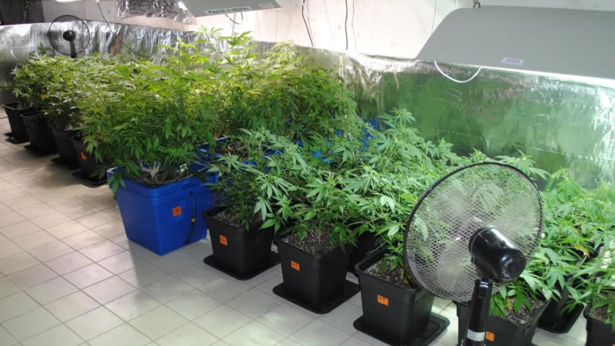 plante-cannabis-franta