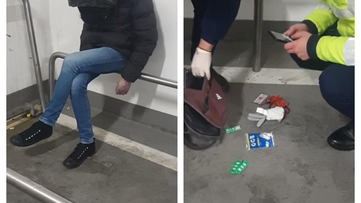 tanar-mort-etnobotanice