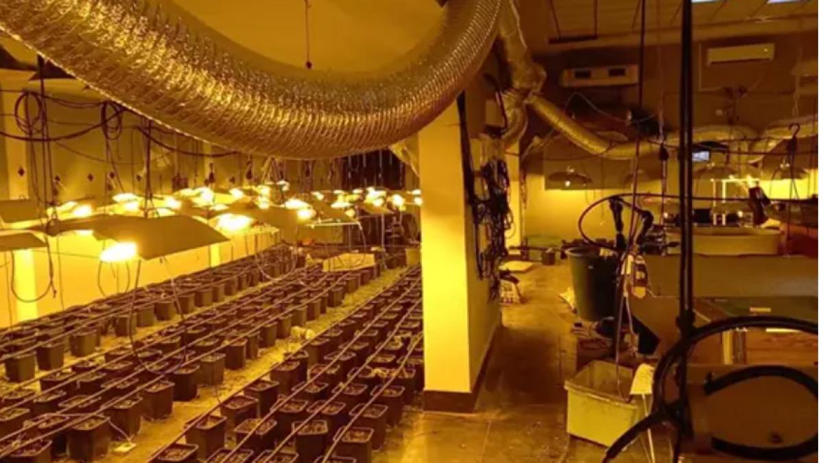 cannabis-plantatie-interior-romani-spania