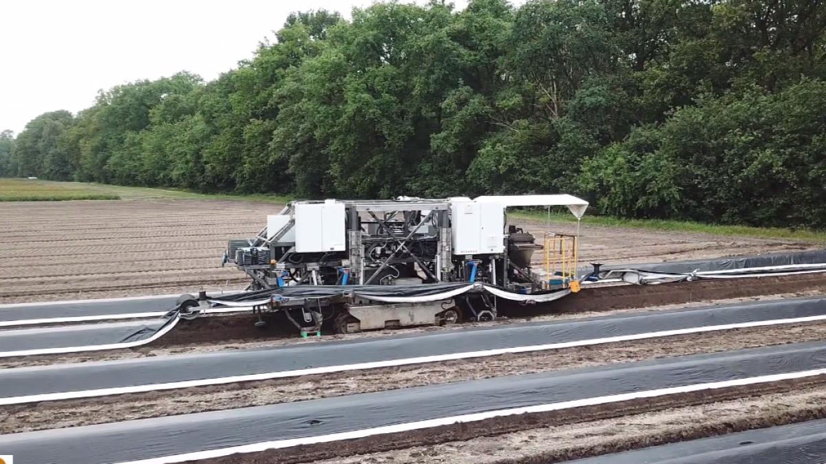 robot-culegator-sparanghel