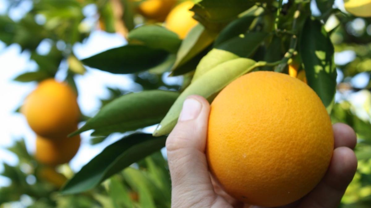 cules_de_portocale_culegator_flickr