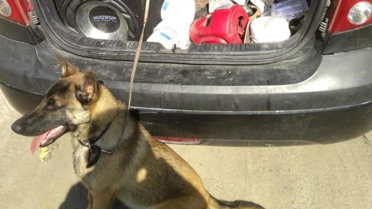 caine-abandonat-arad-ciobanesc