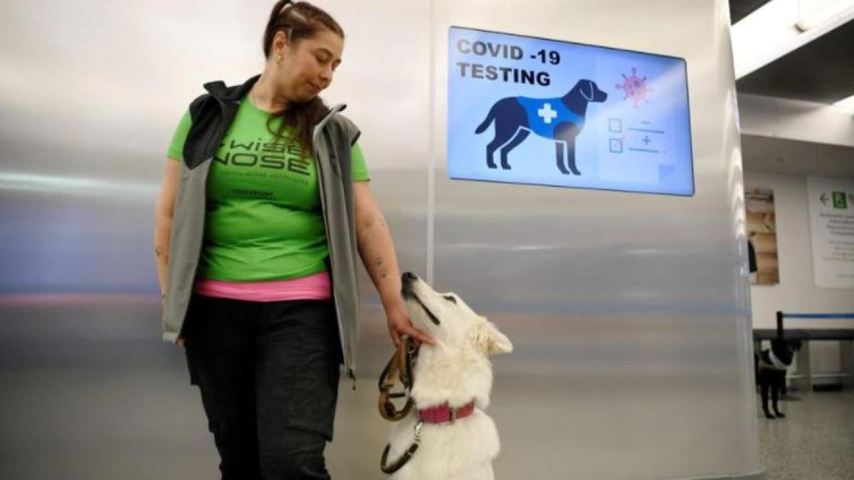 studiu-caini-care-detecteaza-covid