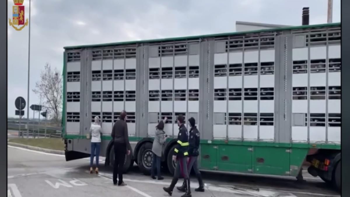 italia-transport-miei-animale