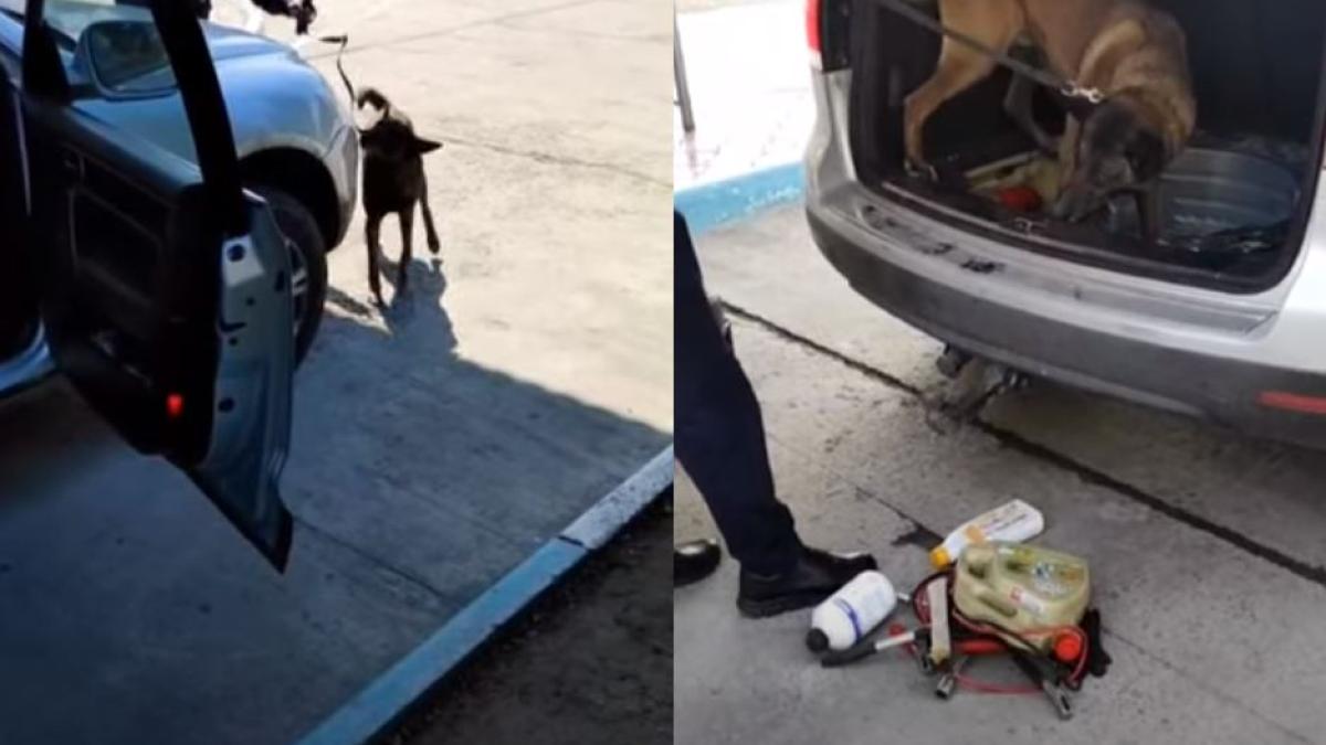 momentul-in-care-un-caine-politist-de-frontiera-a-descoperit-mii-de-tigari-ascunse-intr-o-masina