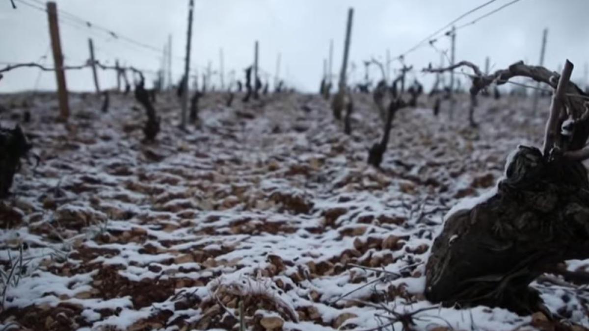 franta-inghetul-a-compromis-recolta-de-struguri-caise-si-mere